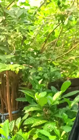 #foryoupage #foryou #bollywood 