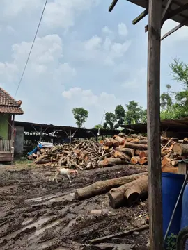 seng Penting Semangat🤙 #kayu #juragankayugank🤙  #kayulokal #fyp #kayubalap 