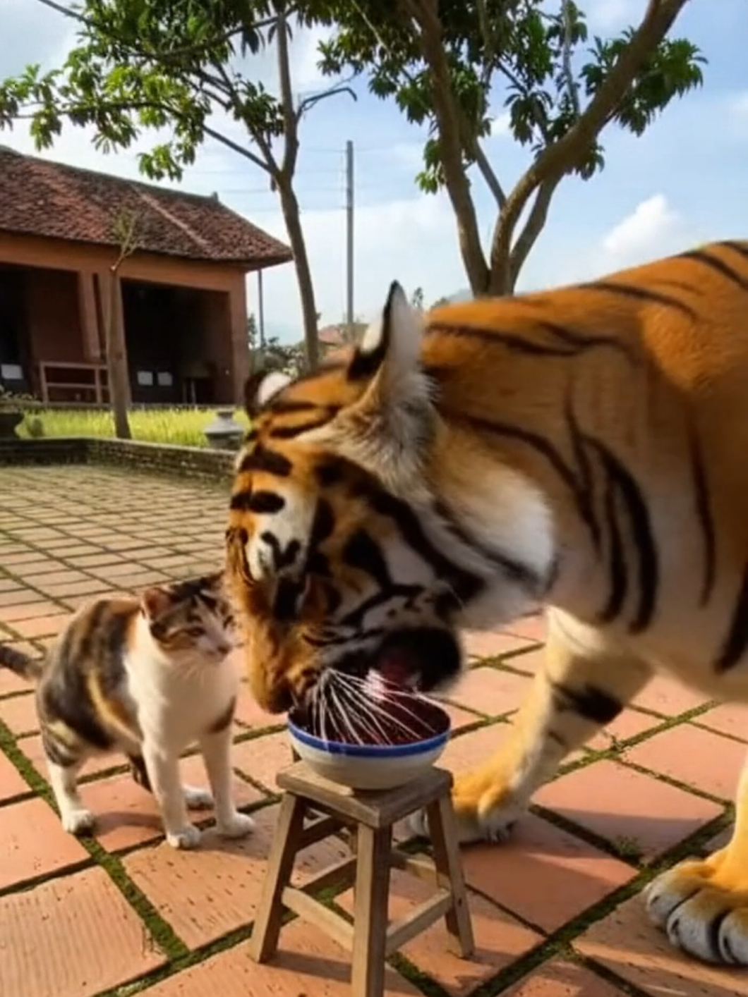 Quá cay vì tham :))  #animals #tiger #cat #pet 