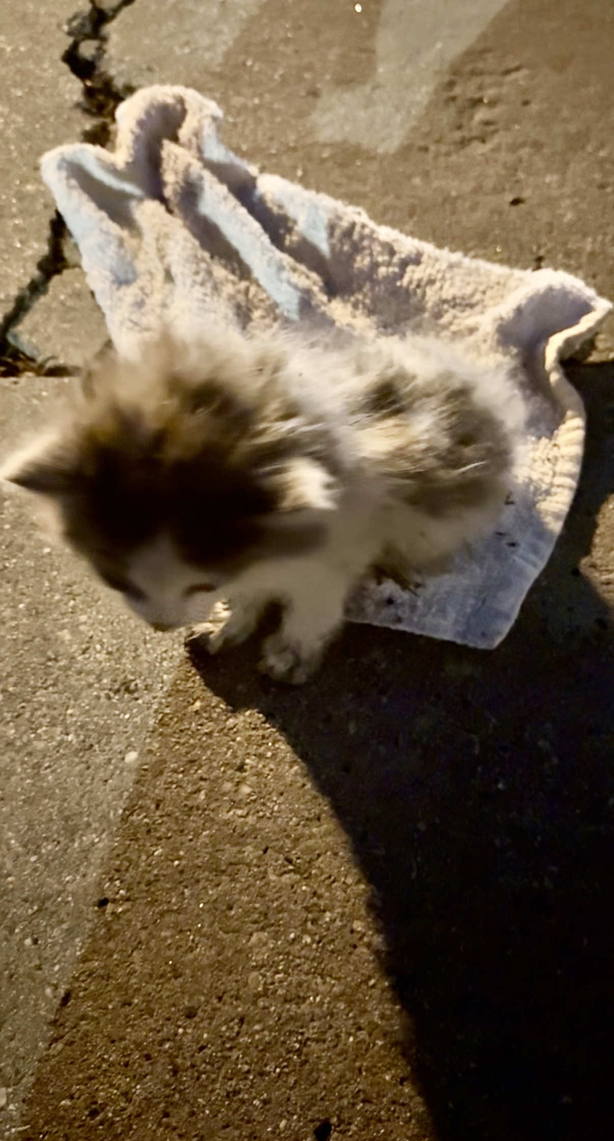 Crumble was just attacked by a dog and needs our help. Please consider a small donation. There is a donation link in my bio #davidloop65 #fyp #kitten #kittensoftiktok #cattok @Missy Ramos @Maddie <3 @stefanie.lynn00 @Ashley Loop 
