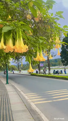 Duyên nợ Đà Lạt #thinhhanh #xuhuong #dalat 