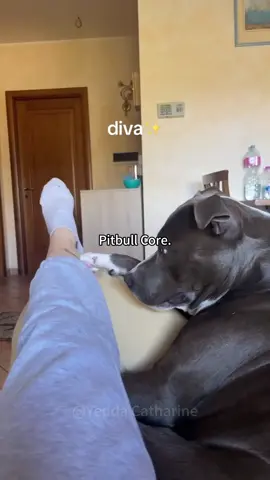 Pit bull core#foryou #fyp #usa🇺🇸 #dogsoftiktok #core #funnyanimals #pitbull 