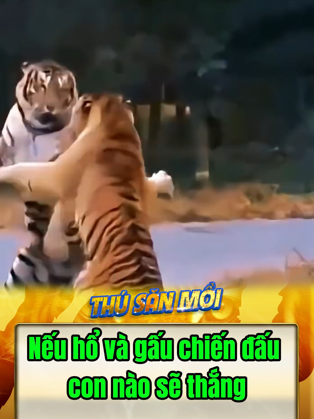 Hổ và gấu loài nào mạnh hơn #dongvat