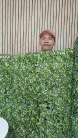 Daun rambat sintetis dinding pagar 1x3 meter #daunrambat #daunrambatsintetis #daunrambat3meter #dekorasi 