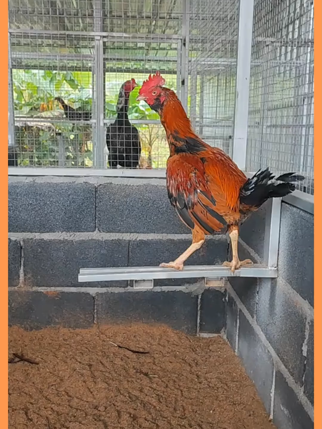 #ขุมทรัพย์ #ซุ้มอุดมณวัตรฟาร์ม #ไก่ชนภูทับเบิก #กำนันเเจ้ #เทรนวันนี้