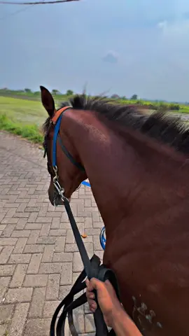 Red roger✊🏼🔥@lïßrê†ð__①②🐴 #promomakanharian #kudapacu #pecintakudapacuindonesia #foryoupage #fyp 