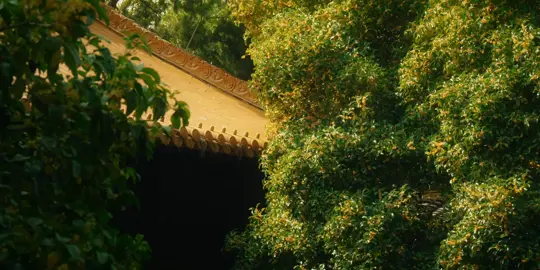 Trả lời không đúng trọng tâm, thật ra là đã trả lời rồi.#phongcanh #nhansinhchimotlangapgo #cuocsong #quote 