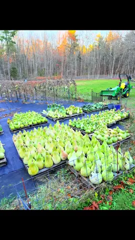 Harvesting Gourds. I could have left them on the tunnel and they would have been fine to dry. But I had one fall and crack, so I decided to cut them all down. Plus I like to have them all in one place so I can keep an eye on them. Voles like to move in. And it gives me a chance to clean up the garden, growing gourds in Maine. Lagenaria Siceraria. 🌱💚 #gourdfarmer #growyourcanvas 