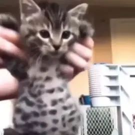 CURAMEEEEEEEEE 🗣️🔥 #amor #gatos #dedicar #fyp #monlaferte 