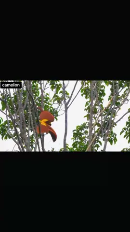 kehidupan burung cendarawasih raggiana (paradisaea raggiana) atau cendrawasih merah (paradisaea rubra). .habitat utamanya tersebar luas di papua nugini bagian selatan dan timur laut, serta hutan dataran rendah dan perbukitan. #save  #animals  #wildlife  #papua 