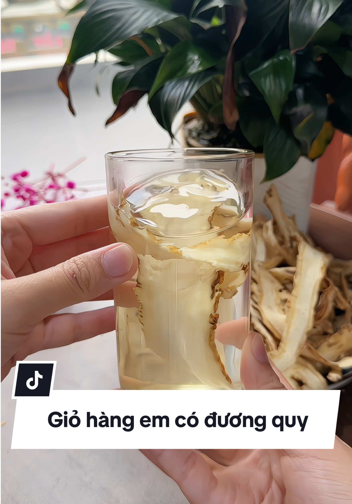 Mỗi ngày 2 ,3 miếng đương quy sắc nước uống sẽ thấy da dẻ Hồng hào hơn , khí huyết lưu thông tốt hơn, Sk cải thiện rõ rệt #đươngquy #nhansam #dongy #baithuocdangian #duongquy 