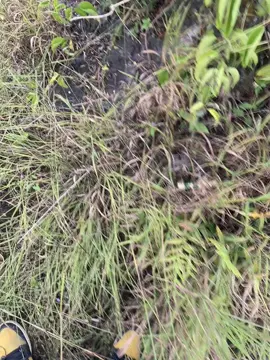 #ရှမ်းတောင် #ဗျိုက်တောင် #foryou #Fly #view 