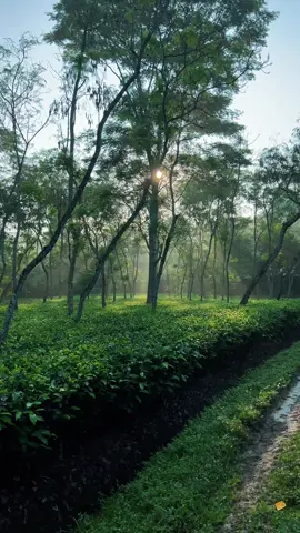 সকালের নরম রোদ, চা-বাগানের সবুজ ছায়া আর নিঃশব্দ প্রকৃতির প্রশান্তি  এমন মুহূর্তেই মনে হয়, জীবন আসলেই সুন্দর 🍃✨