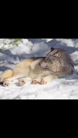 #141 #neverstress #bladee #draingang 