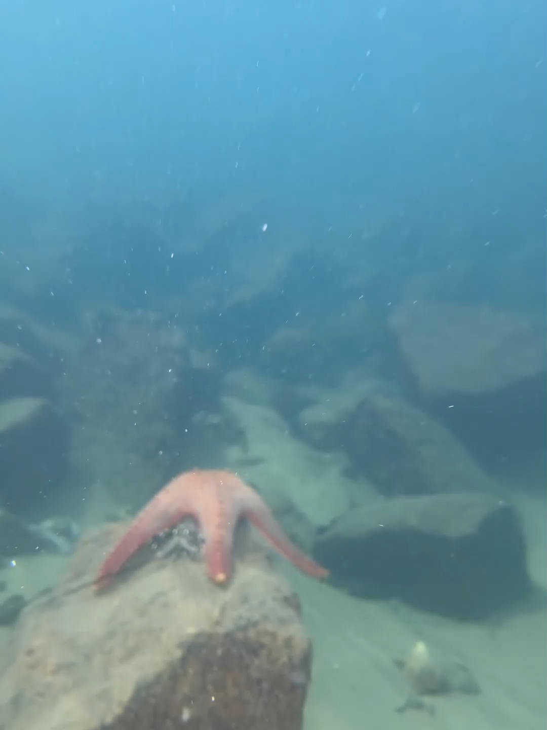 #eels #fishing #deepsea #nemo #diving #lobster #beach #crab #nature #sea #catchthesea