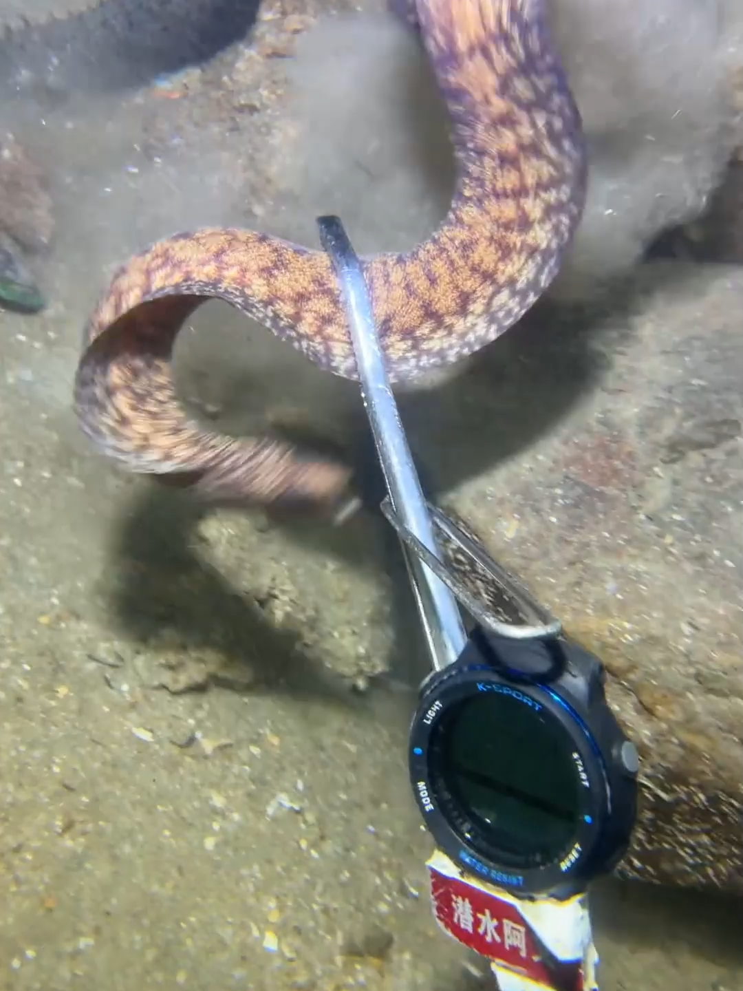 #eels #fishing #deepsea #nemo #diving #lobster #beach #crab #nature #sea #catchthesea