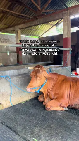 🥹🥹#peternaksapiindonesia #fyp #kediri24jam #sapijumbo #foryoupage 