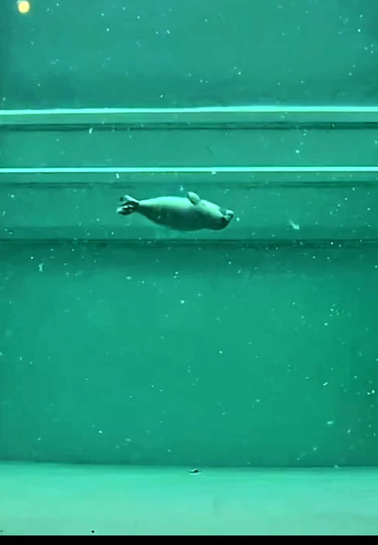 just a silly sleepy seal #seal #seals #sealsoftiktok #sealtok 