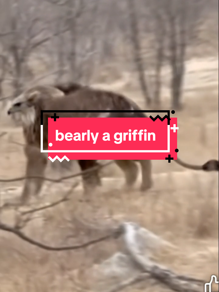 A wild griffin-like creature was filmed walking through the treeline. The body shape, talon stance, and wing structure do not match any known species in this region. Some say it is a hoax, others claim it is living proof that ancient mythic beasts may not be myth at all. The forest keeps more secrets than we realize. #GriffinSighting #ForestMysteries #CryptidWatch #MythOrReality #UnexplainedCreatures for entertainment purposes only made with ai 