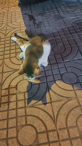 cố gắng sống tốt hơn mỗi ngày …  #mèo #animals #cats #xh #tiktokviral 