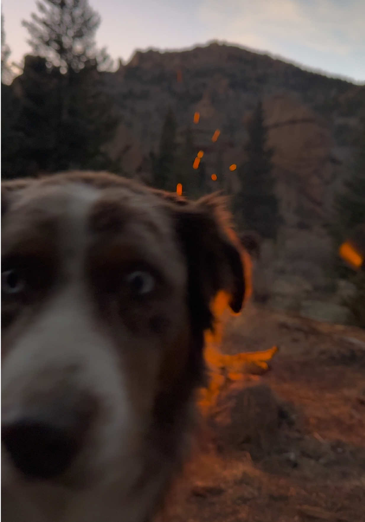 Mornin #sunrise #camping #trailriding #horsesontiktok #dog 