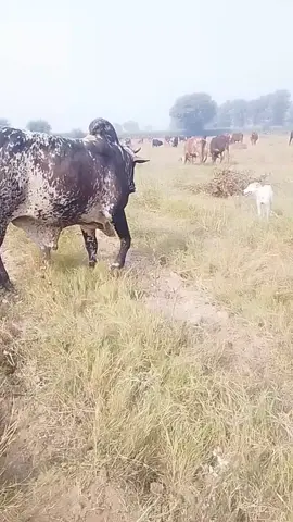 ##tanvir Khan ke road pakka❤️❤️💖💖💘💖❤️❤️❤️♥️💖♥️♥️❤️❤️♥️♥️💖♥️💖♥️💖