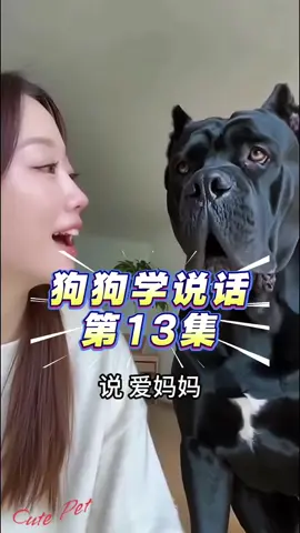 Cute Pet #Tiktokxuhuong #fyp #dog 