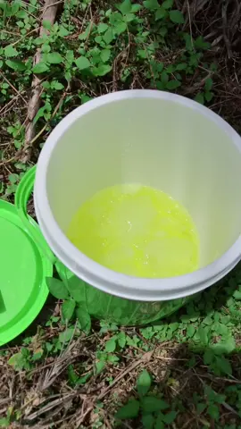 Masih Pemula jangan Dibuli #sawitstory🌴🌴🌴 #fypage #fyp #viral #ppks #sawitontiktok #storysawit #belabanmekar 