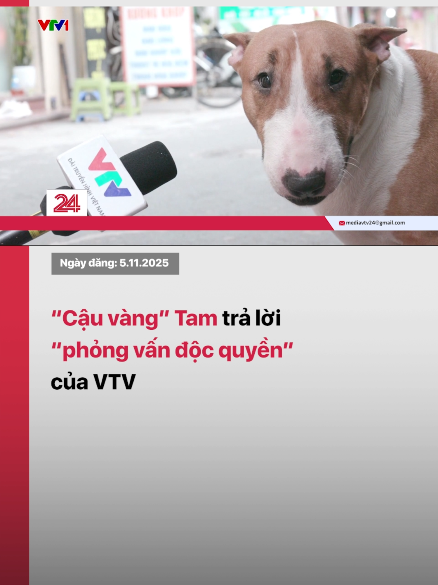 “Cậu vàng” Tam - Chú chó được quan tâm nhất mạng xã hội những ngày gần đây - “nói” gì khi lên sóng truyền hình quốc gia? 😆  #tiktoknews #vtvdigital #vtv24 #mrgold #tiemphocuaanhhai #game #cauvang