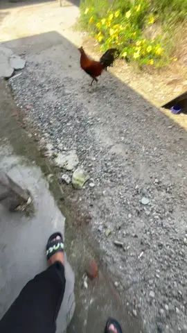 #ayamimport #ayampelipin🇵🇭 #peternaklokal #fyp #fypシ゚ 