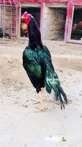 Sy Mashallha my fevrat moshki cobra 🐍 #aseel #aseellovers #aseelmurga 