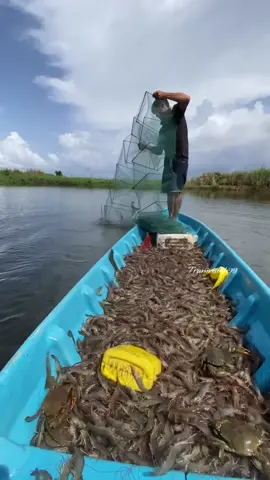 Về miền Tây nuôi tôm cùng anh 😁#menvisinh #lactomen #nuoitomcongnghecao #bacilussubtilis #trumvisinh99 