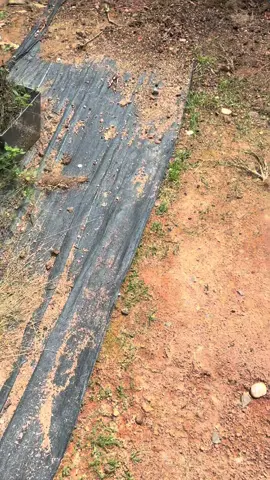 ayam baru nk garang 🫣#foryou #ayamhutanmalaysia #ayamhutan #4upage #fypppppppppppppppppppppp 