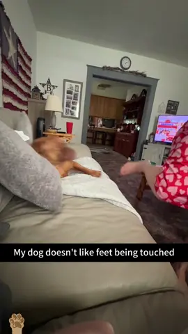 Dogs don’t like feet being touched 🤣🤣🤣 #doglover #funnydog #funnymoments #fyp #funnyreaction 