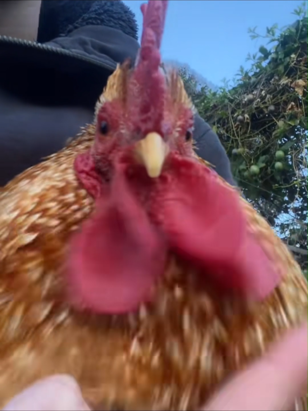 But tonight you belong to meeee 😺😍🤣#choir #singing #acapella 