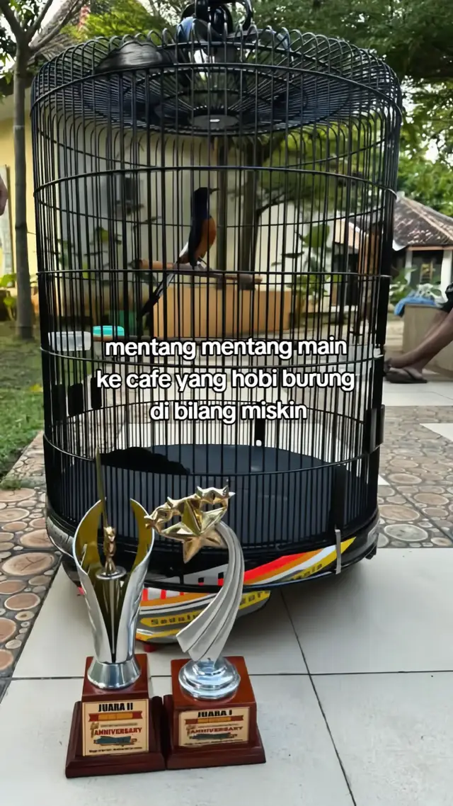 #muraibatu #sangkarsmm #kicaumania #muraibatuprestasi #muraibatuindonesia 