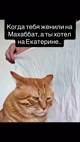 Екатерина ты тут 🤨😂? #рекомендации #кошка #приколысмешные #казахстан #люди 
