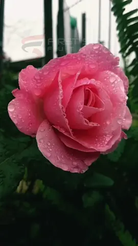 Kekuatan empati, hati yang terhubung #motivasi #motivasihidup #missdiana #empati #hati 