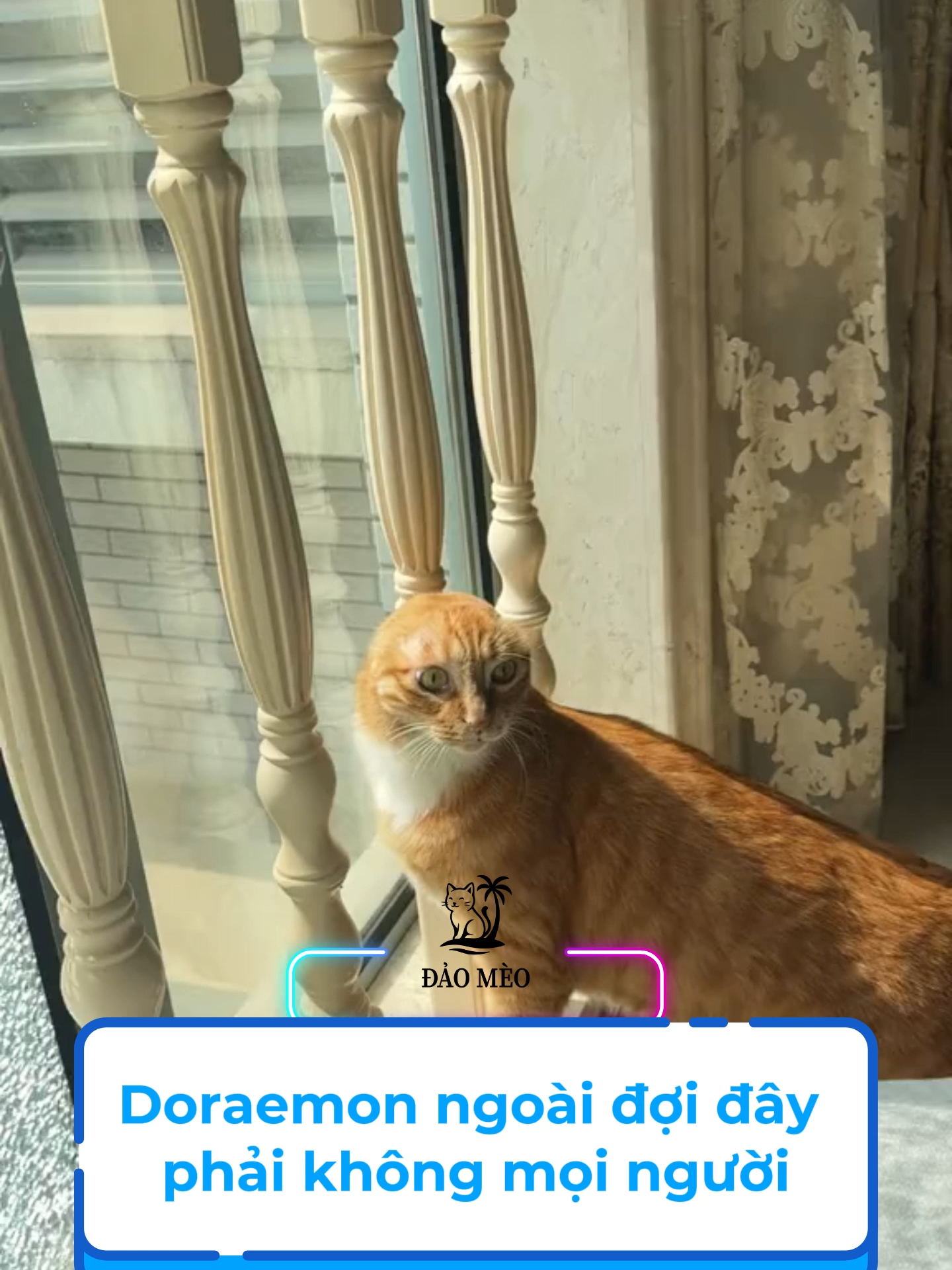 Doraemon ngoài đời đây phải không mọi người #xuhuong #đảomèo #viral #meo #haihuoc #funnycat