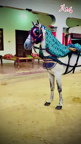 #creatorsearchinsights 