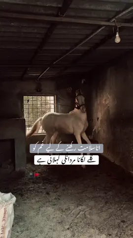 HAN G💀.       #foryoupage #viralditiktok #poetrystatus #lines🔥 #unfreezemyaccount 