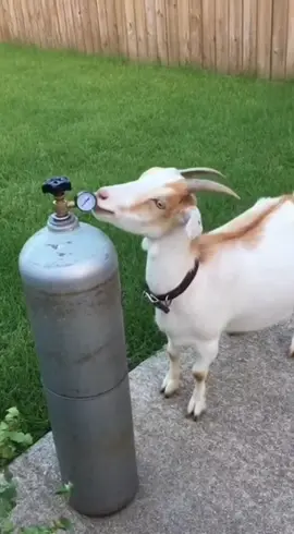 Goat balloon #🎈 #goat #viral #fyp #fy 