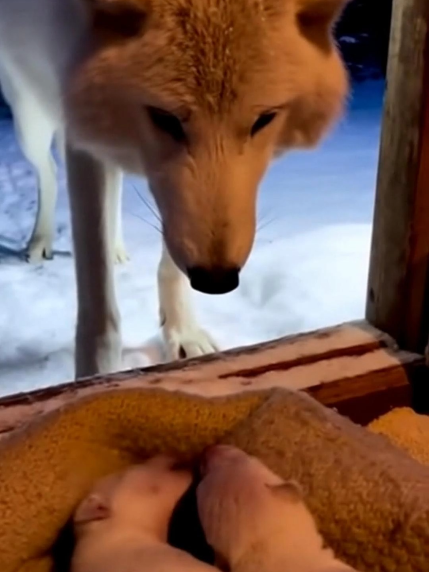 I Helped a Wolf Rescue Her Pup - See What Happens Next #fyp #Wolf #animalrescue #emotionalstory