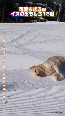 #おもしろ #おもしろ動画 #イヌ #犬のいる生活 #犬 