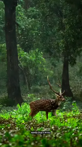nature is beautiful wild life videography #4kquality #tamilbgmlove #wildlife  #anbeanbeneeenpillaibgm #naturevibes    nature video tamil bgm 
