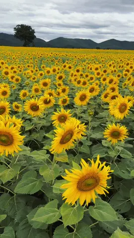 ทานตะวันลพบุรี บานแล้วนะ🌻🌼 #ทุ่งทานตะวัน #ทุ่งทานตะวันลพบุรี 