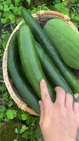 收穫黃瓜🥒#蔬菜 