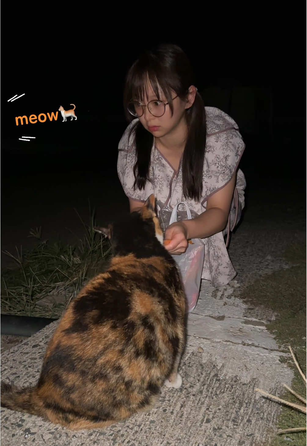 猫の喧嘩の仲裁は私が🙋‍♀️ 11月もいっぱい応援よろしくね🩷 #猫 #地域猫 #可愛い 