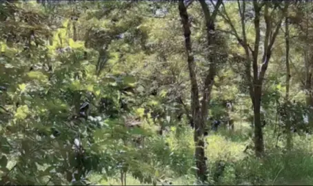 đàn gà rừng trăm con bay phê quá #gàrừnggáy #gàrừngrặc #dammesanbay 