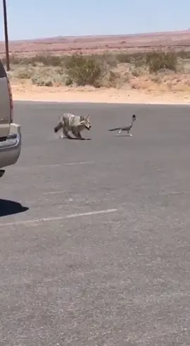 #thedukeofpork #fyp #fyourpage #roadrunner 